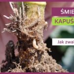 Śmietka kapuściana zwalczanie