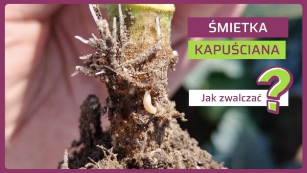 Jak skutecznie zwalczyć śmietkę kapuścianą? Kompletna strategia ochrony