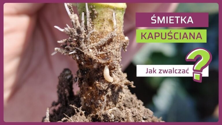 Śmietka kapuściana zwalczanie