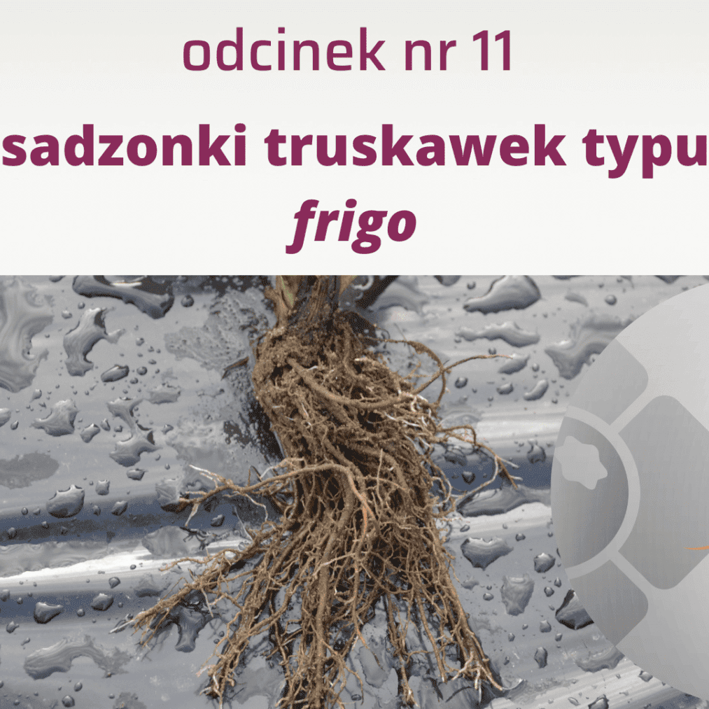 11. Jaki typ sadzonki wybrać do zakładania nowych plantacji truskawek?