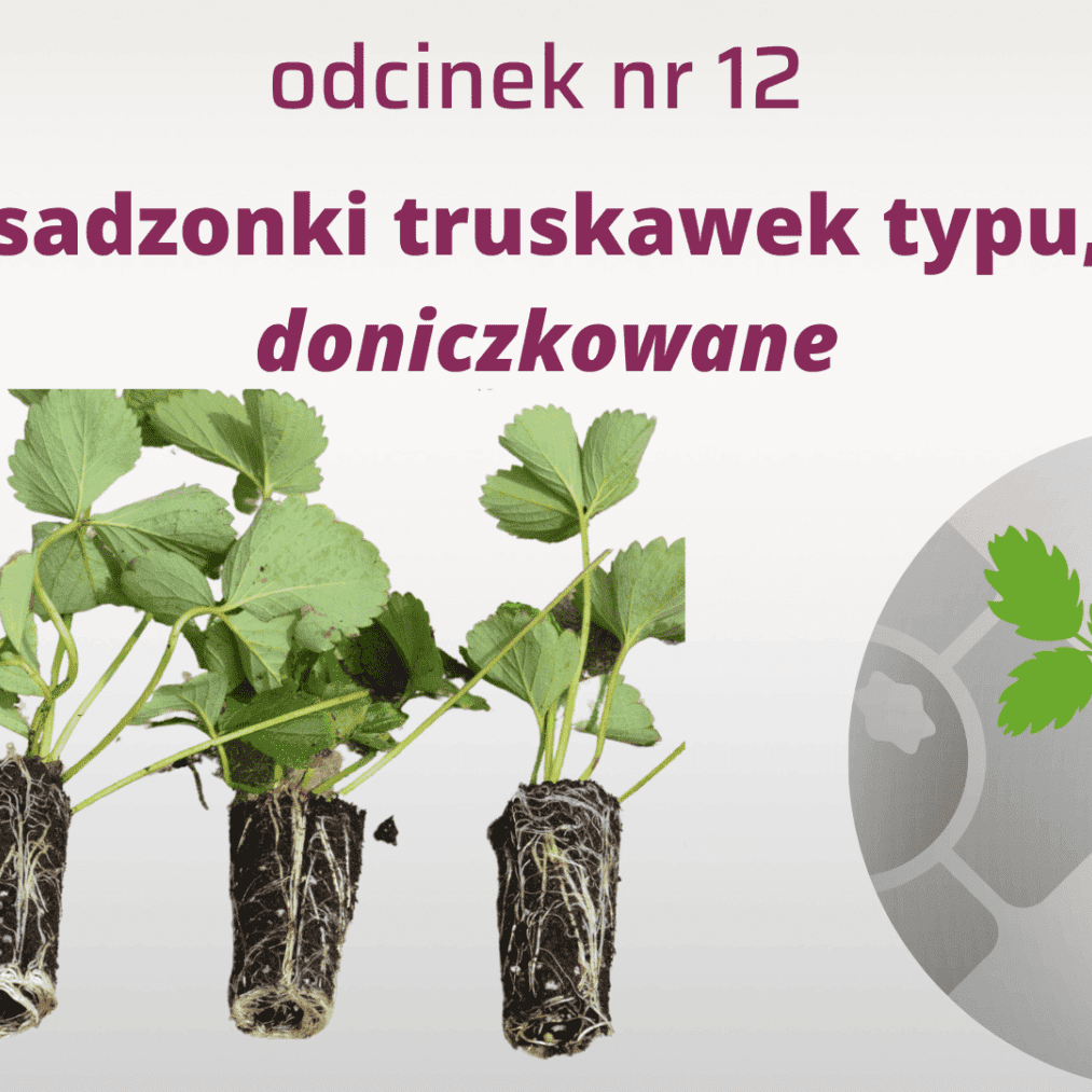 12. Jaki typ sadzonki wybrać do zakładania nowych plantacji truskawek?