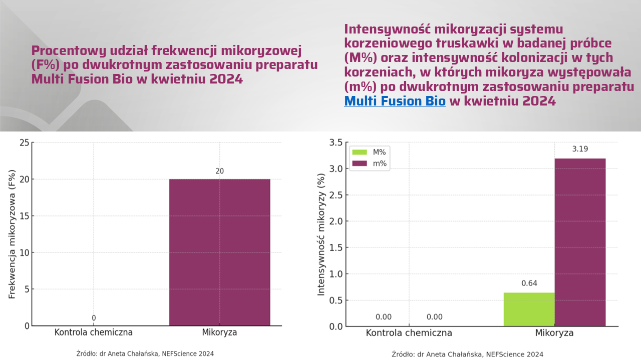 MycoTech Bio w programie mikoryzacji truskawki – miejsce na zdjęcie