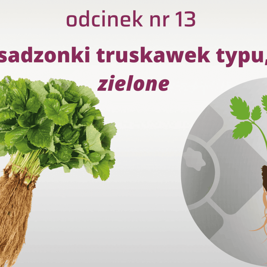 13. Jaki typ sadzonki wybrać do zakładania nowych plantacji?