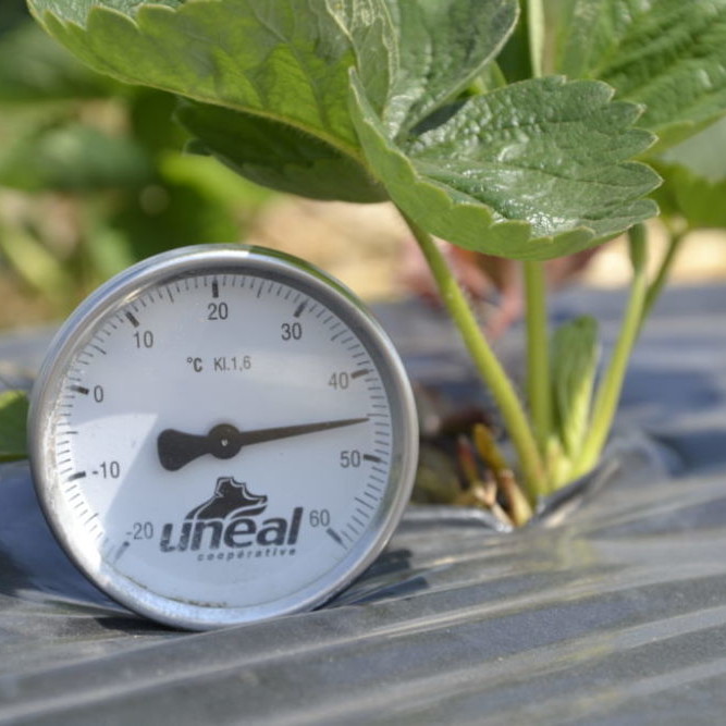 plantacje trusakwek na czarnej folii