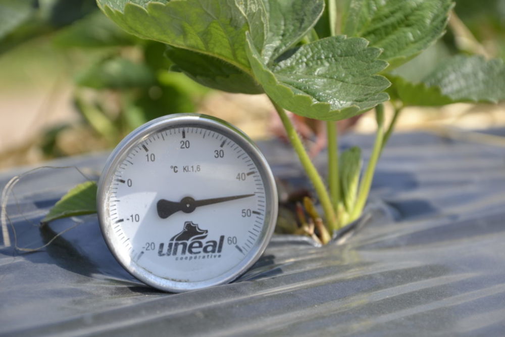 plantacje trusakwek na czarnej folii