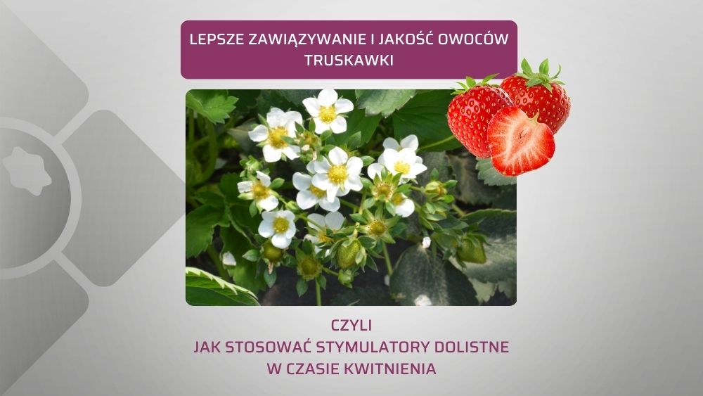 zawiazywanie-owocow-truskawki-stymulatory-dolistne