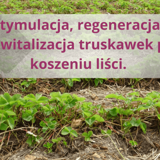 stymulacja korzeni, rewitalizacja systemu korzeniowego