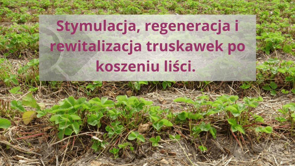 stymulacja korzeni, rewitalizacja systemu korzeniowego