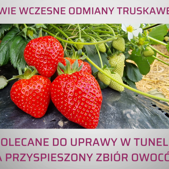 Dwie wczesne odmiany truskawek