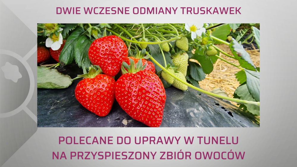 Dwie wczesne odmiany truskawek