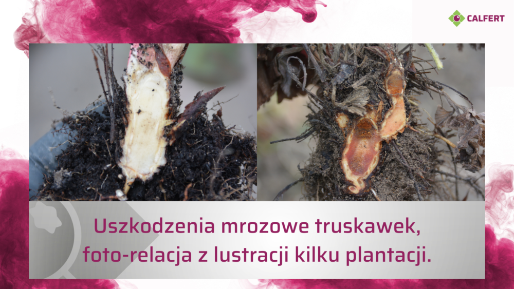 Uszkodzenia mrozowe truskawek