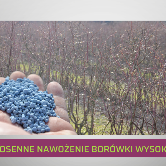 nawozenie-borowki-w