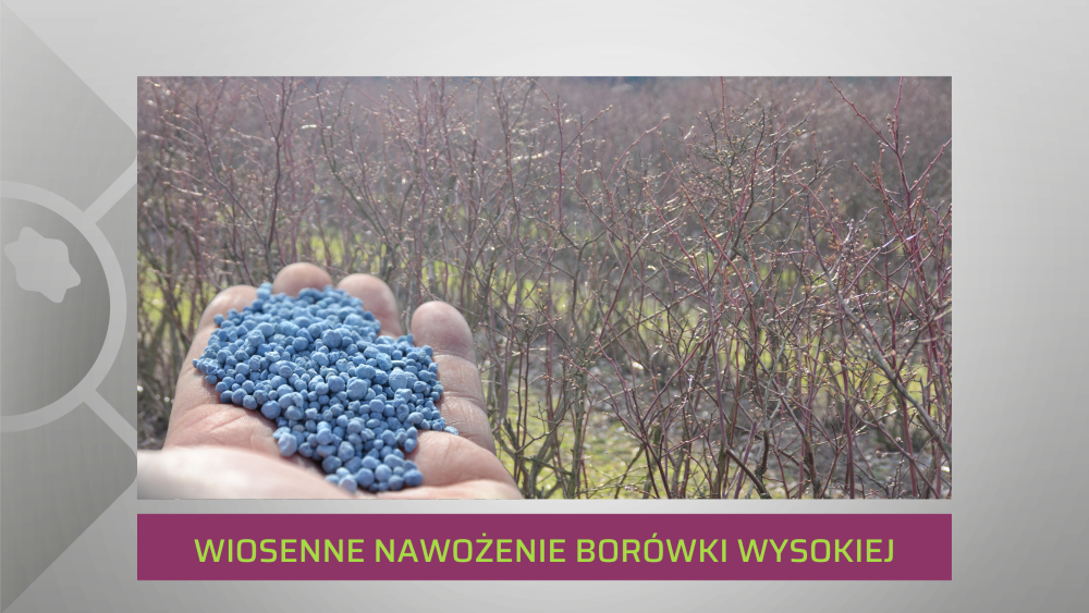 nawozenie-borowki-w