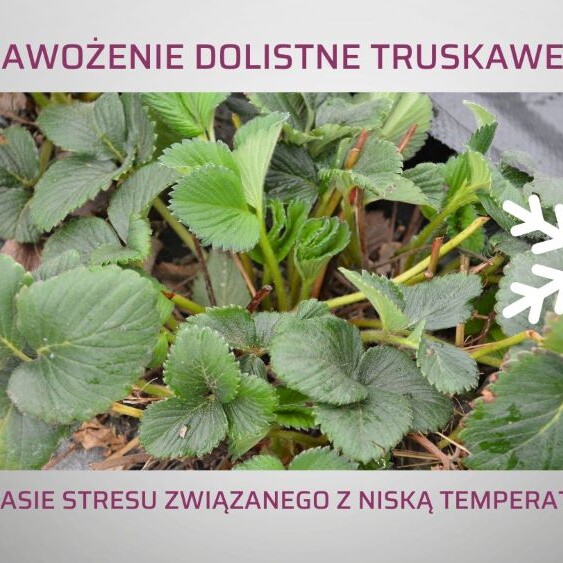 nawozenie-dolistne-truskawek-po-zimie