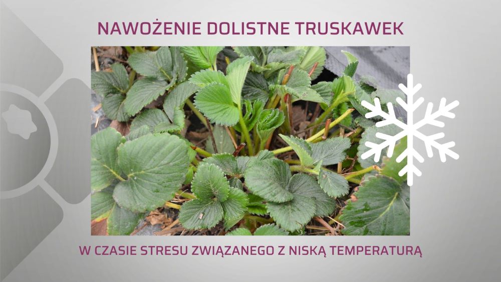 nawozenie-dolistne-truskawek-po-zimie