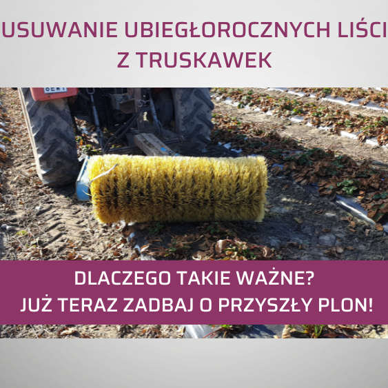 usuwanie-ubieglorocznych-lisci-truskawek