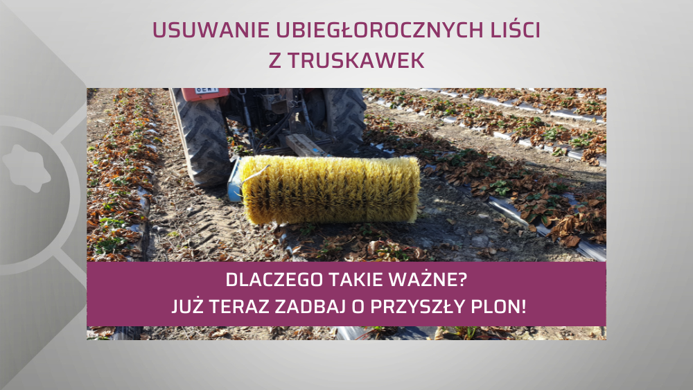 usuwanie-ubieglorocznych-lisci-truskawek