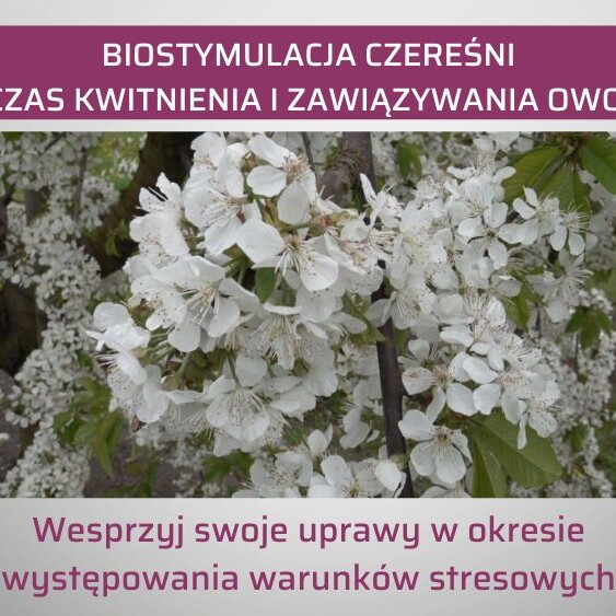 biostymulacja-czeresni