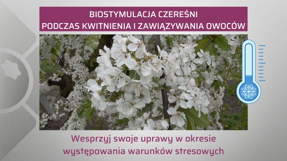 biostymulacja-czeresni