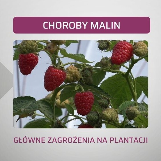 choroby-malin