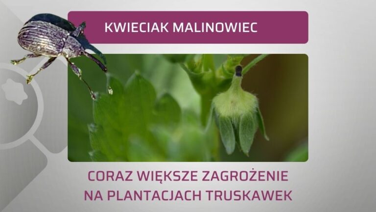 kwieciak-malinowiec-na-truskawkach