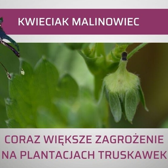 kwieciak-malinowiec-na-truskawkach