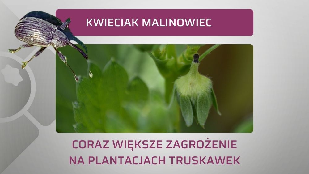 kwieciak-malinowiec-na-truskawkach