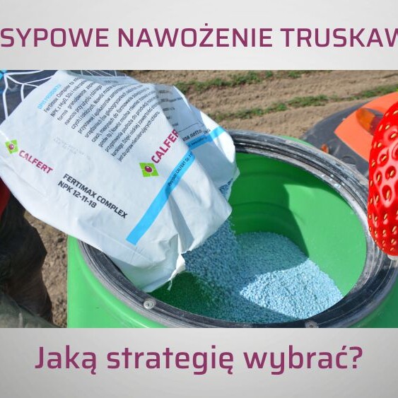 posypowe nawożenie truskawki