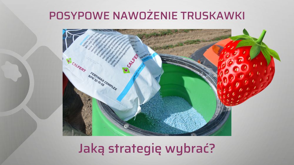 posypowe nawożenie truskawki