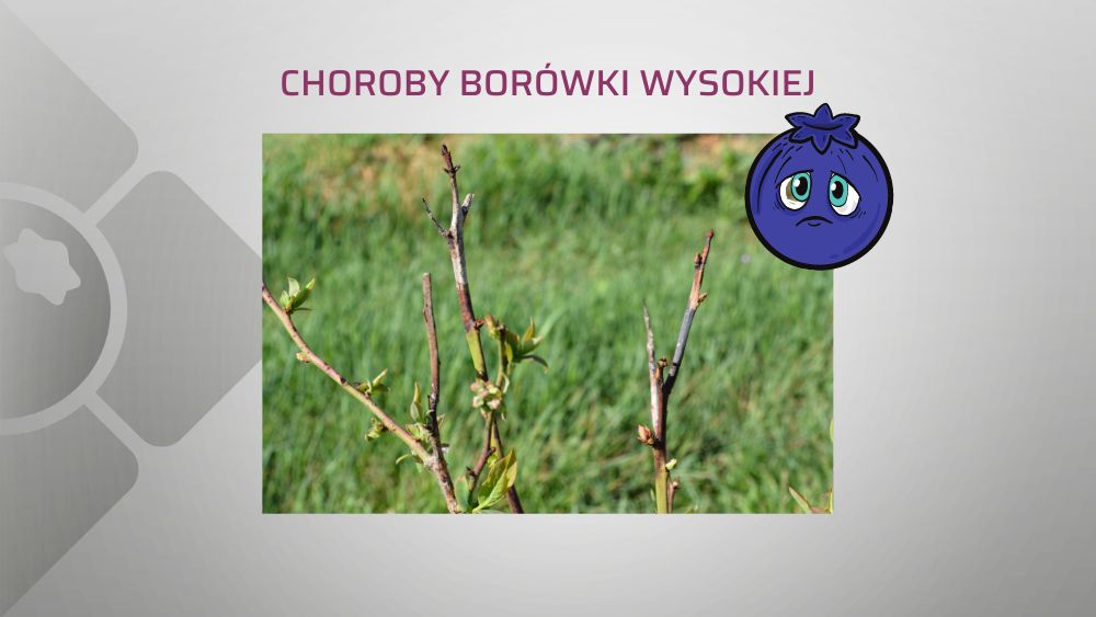 choroby-borowki-wysokiej