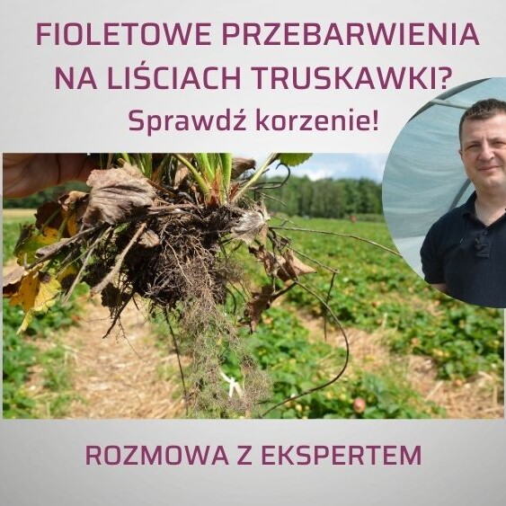 fioletowe-liscie-truskawki-2