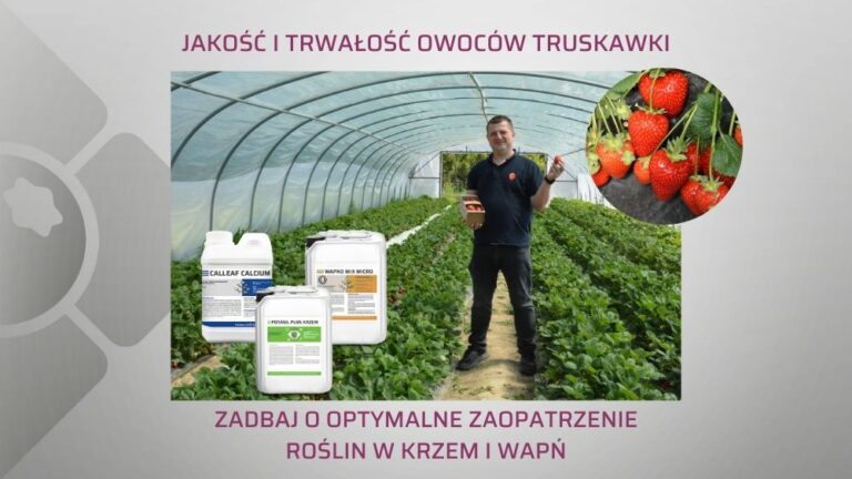 trwalosc-owocow-truskawki