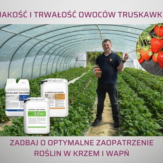 trwalosc-owocow-truskawki