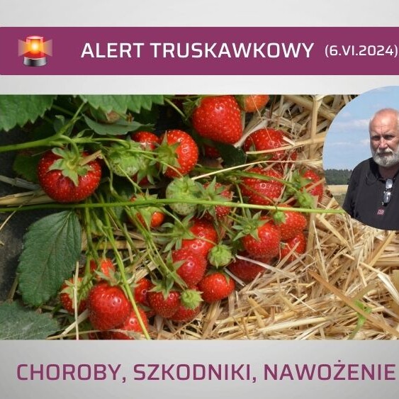 Alert-truskawkowy-ow