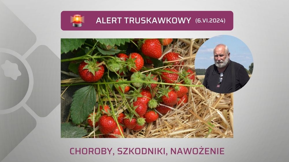 Alert-truskawkowy-ow