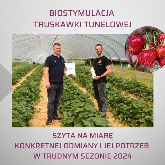 biostymulacja-truskawki-w-tunelu-OW