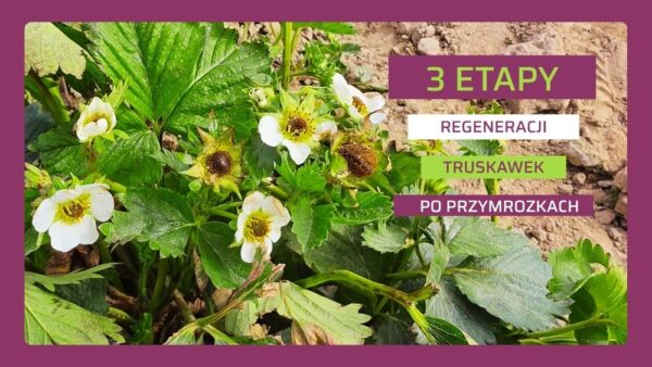 3 etapy regeneracji truskawki po przymrozkach 2026 - ow
