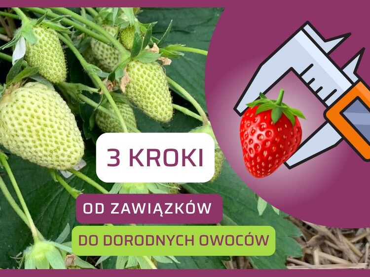 3 kroki od zawiązków do dorodnych owoców