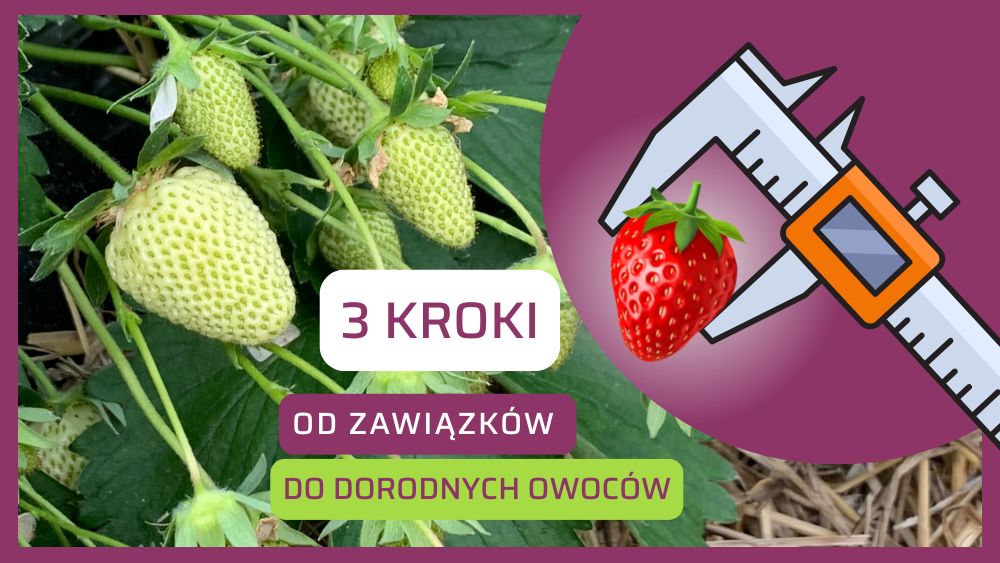 3 kroki od zawiązków do dorodnych owoców