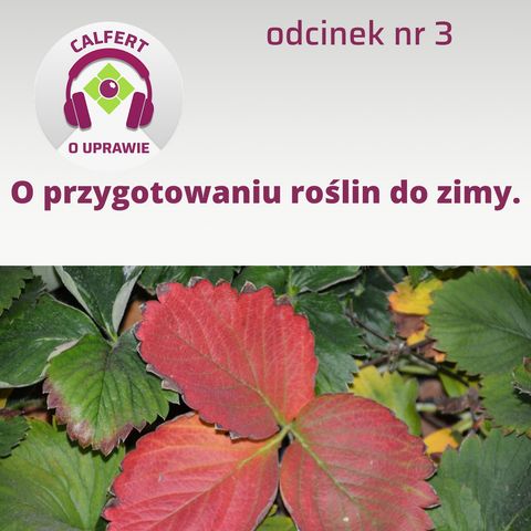 3. Jak prawidłowo przygotować truskawki, maliny i borówki do spoczynku zimowego?