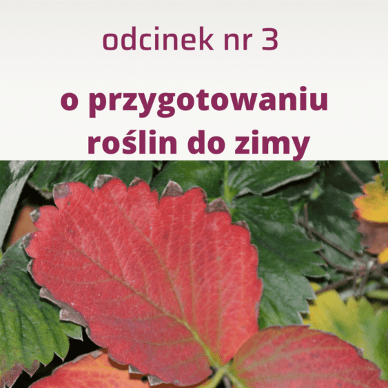 3. Jak prawidłowo przygotować truskawki, maliny i borówki do spoczynku zimowego?