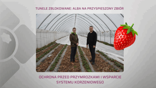 Truskawki na przyspieszony zbiór. Jak je wspomóc na początku wegetacji?