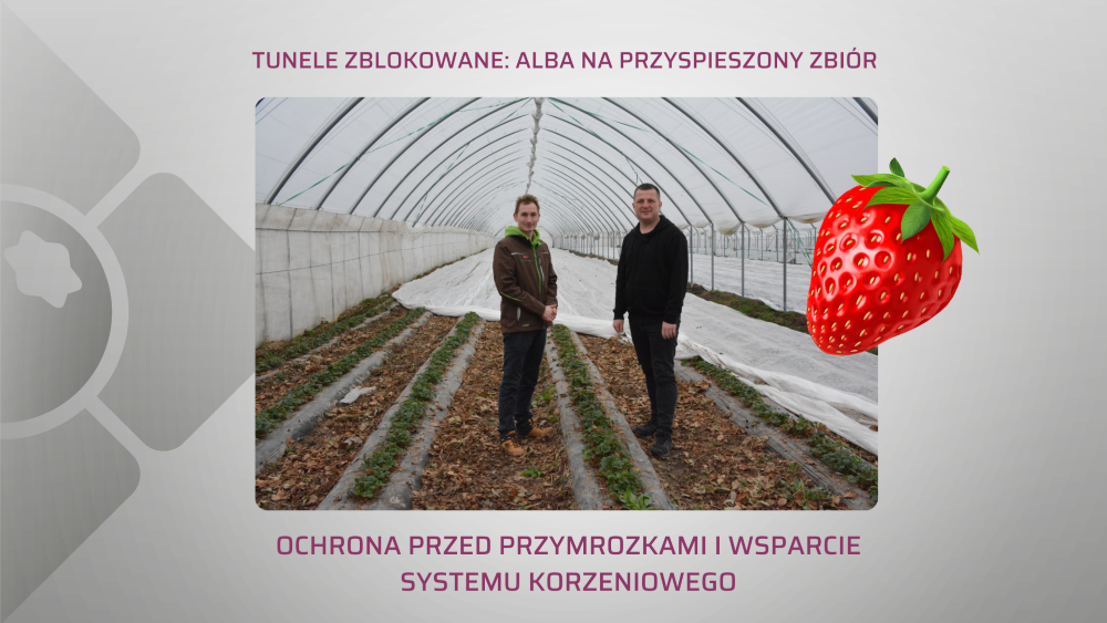 Alba na przyspieszony zbior marzec 2024