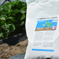 Aminovital Power - biostymulacja truskawki