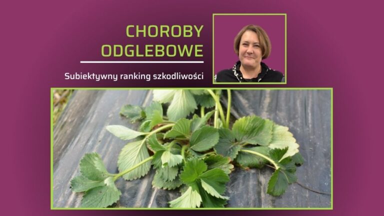 Dr inż. Aneta Chałańska prezentuje ranking szkodliwości chorób glebowych truskawki i maliny