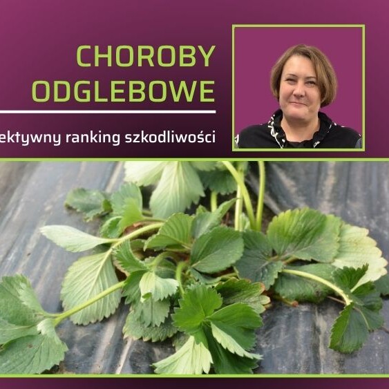 Aneta Chałańska-ranking szkodliwości chorób glebowych truskawki