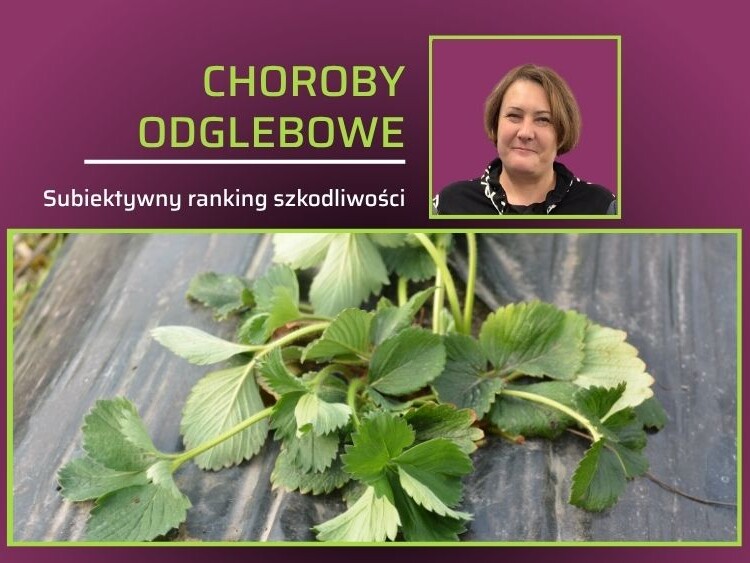 Aneta Chałańska-ranking szkodliwości chorób glebowych truskawki