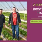 Biostymualcja truskawki 2 stertegie - ow