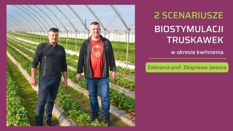 Biostymualcja truskawki 2 stertegie - ow