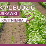 Biostymulacja truskawki do kwitnienia